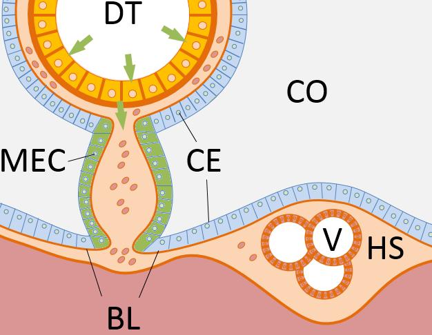 Bestand:Evolution of heart - heart.jpg