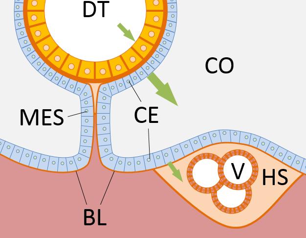 Bestand:Evolution of heart - coelomate circulation.jpg