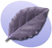 Bestand:P Leaf.png