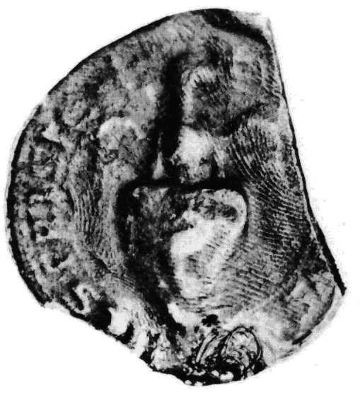 Bestand:CSN510 Willem I.jpg