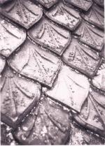 Bestand:Dakpan 561 oegstgeester dakpan.jpg