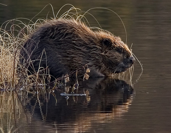 Bestand:Beaver pho34.jpg