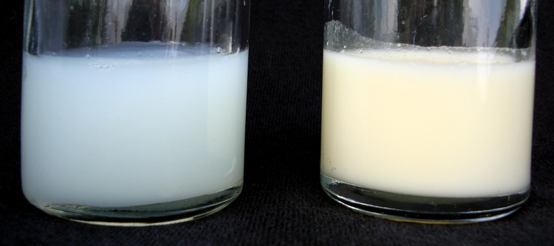 Bestand:Human Breastmilk - Foremilk and Hindmilk.jpg