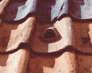 Bestand:Dakpan 36 gierzwaluwdakpan.jpg