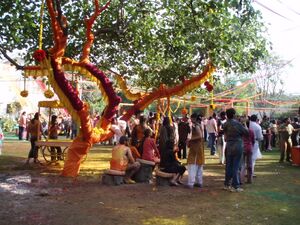 Holi party and decorated tree.jpg