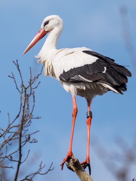 Bestand:Ringed white stork.jpg