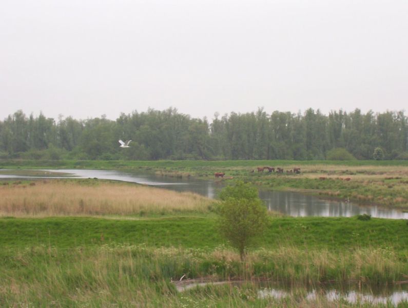 Bestand:Biesbosch wetlands.jpg