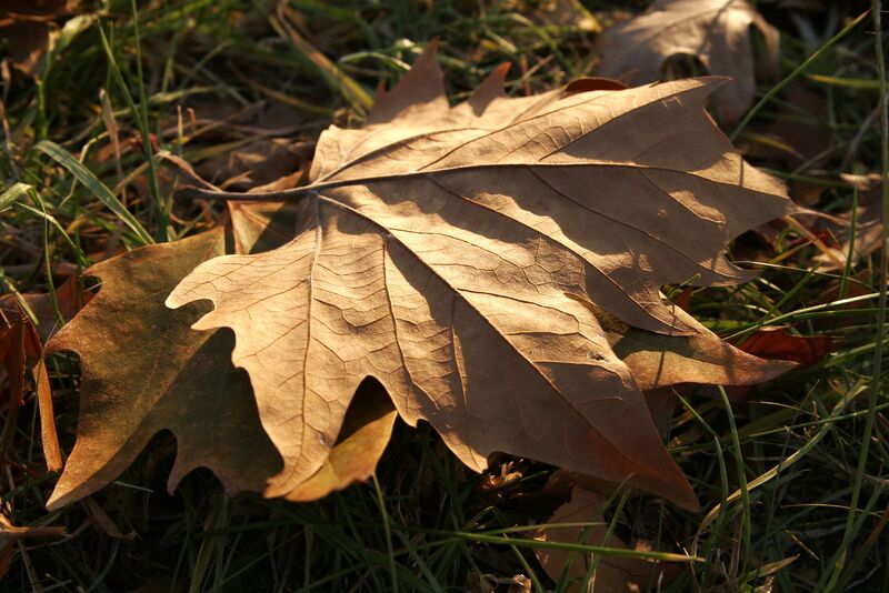Bestand:Autumn leaf.jpg