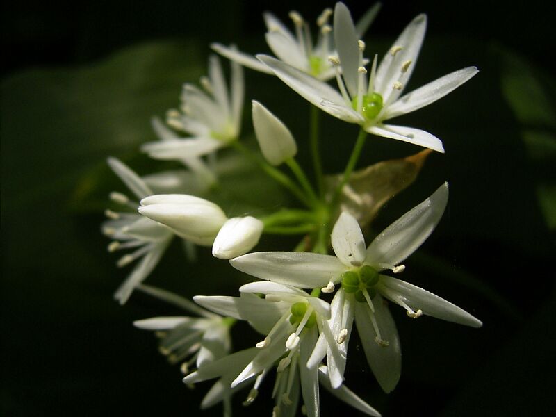 Bestand:AlliumUrsinum-bloem-hr.jpg