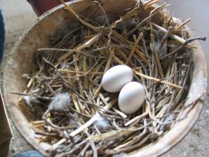 Eggs of homing pigeon.jpg