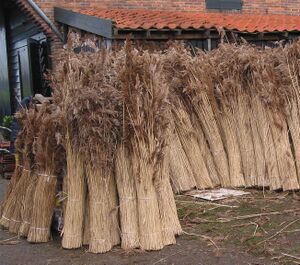 Riet (dakdekkersriet) Phragmites australis.jpg