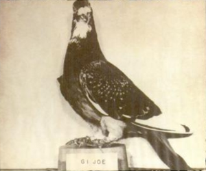 GI Joe Pigeon.png