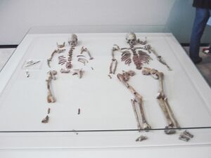 Doppelgrab von Oberkassel skeletons.jpg