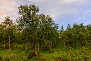 Ljungdalen July 2013 03.jpg