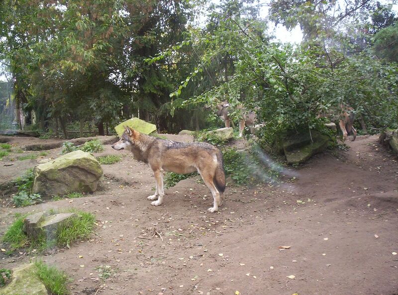 Bestand:Wolf 2007 Fredpascal.jpg