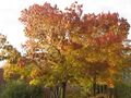 Een boom in herfstkleuren