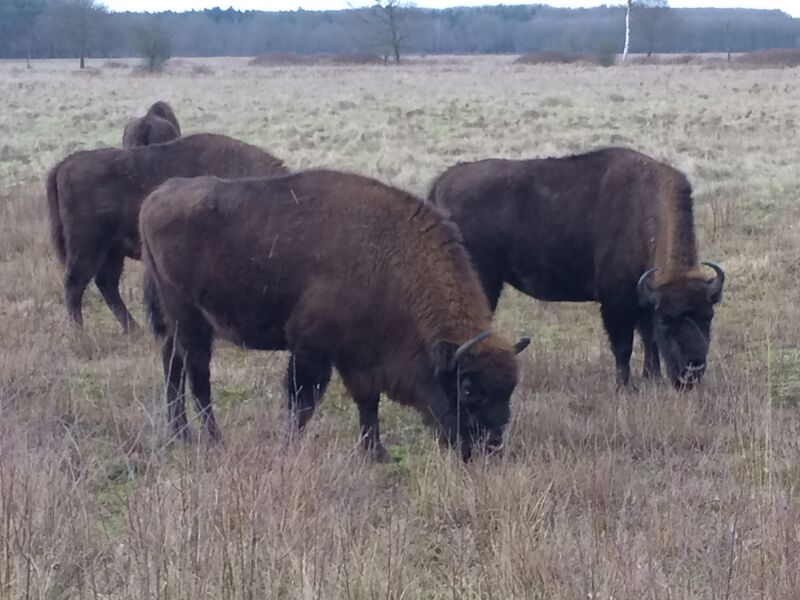 Bestand:European bison, Maashorst, 2017.jpg