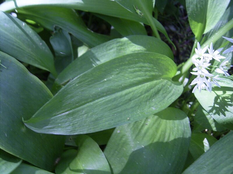 Bestand:AlliumUrsinum-blad-hr.jpg