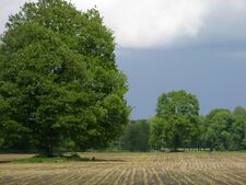 Verschillende landschapselementen in het Vosseveld bij Winterswijk