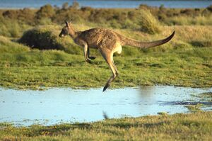 Flying-kangaroo.jpg