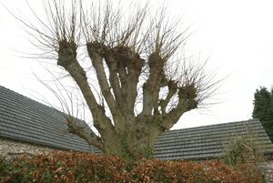 Leilinde te Zwalm - 372577 - onroerenderfgoed.jpg