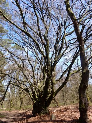 20160421 Peter Gerritsboompje2 Wieselsche Bos.jpg