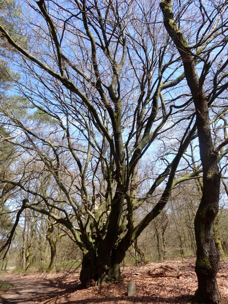 Bestand:20160421 Peter Gerritsboompje2 Wieselsche Bos.jpg