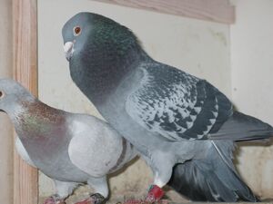 Male Pigeon.jpg