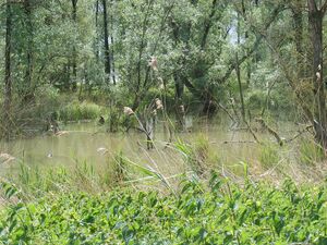 Ruigtevegatatie en bomen in de Biesbos.jpg