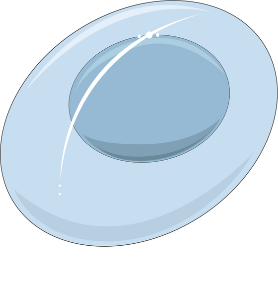 Bestand:Plasmodium oocyste (01.png
