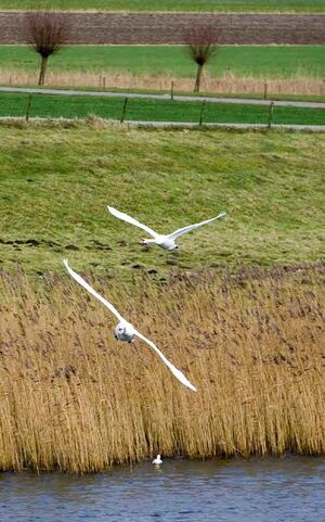 Overdiepse-polder-31.jpg