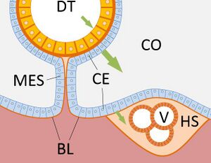 Evolution of heart - coelomate circulation.jpg