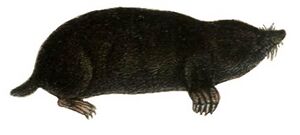 Mole white background.jpg