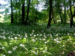 Allium ursinum Baranya.jpg