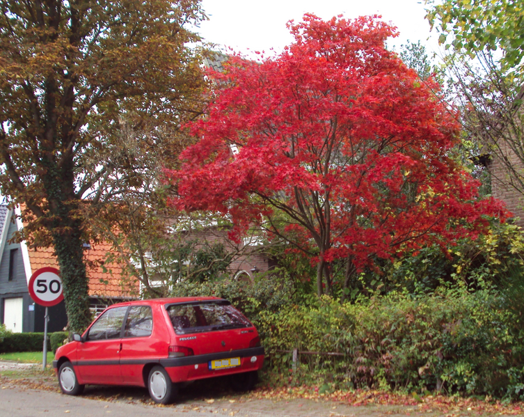 Bestand:Redfall.png