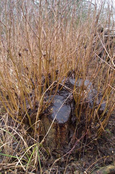 Bestand:Coppice stool2.jpg