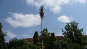 Maypole, Fryšták (03).jpg