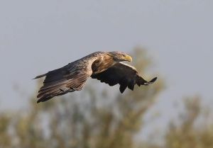 Zee-arend in de Biesbosch.jpg