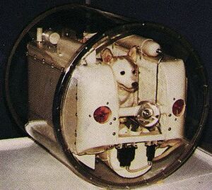 Daarnaast werd de hond af en toe rondgedraaid in een centrifuge zodat ze zou wennen aan veranderingen in zwaartekracht en men leerde haar voedsel in geleivorm te accepteren, omdat dat in de ruimte eenvoudiger toegediend kon worden