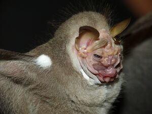 Centurio senex 4.jpg