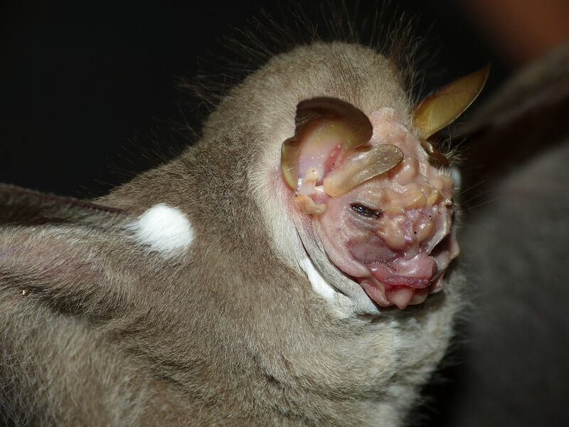 Bestand:Centurio senex 4.jpg