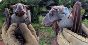 Hypsignathus monstrosus 2 combined.jpg