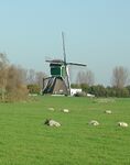 Weijpoortse molen, Nieuwerbrug