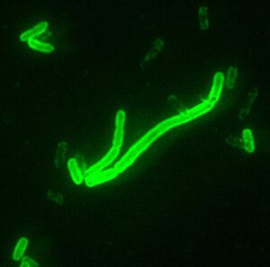 Yersinia pestis fluorescent.jpg