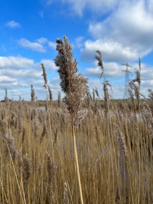 Riet februari2023.jpg