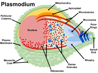 Tekening van plasmodium