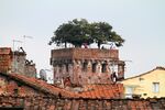 Torre Guinigi, Lucca