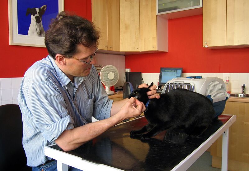 Bestand:Veterinary Surgeon.jpg
